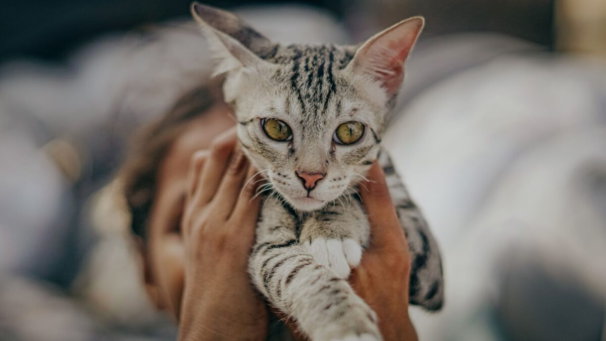 mutuelle chat choisir erreurs fréquentes éviter