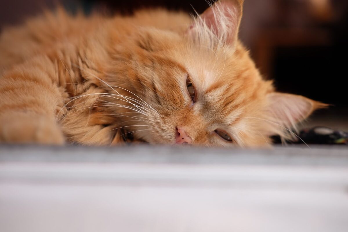 mutuelle chat choisir critères vérifient vraiment